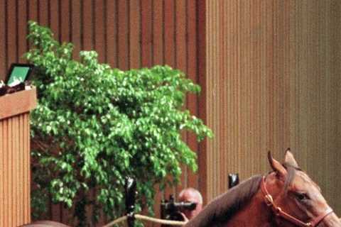 ‘Female’ horse that was sold for £120,000 for breeding turns out to be male