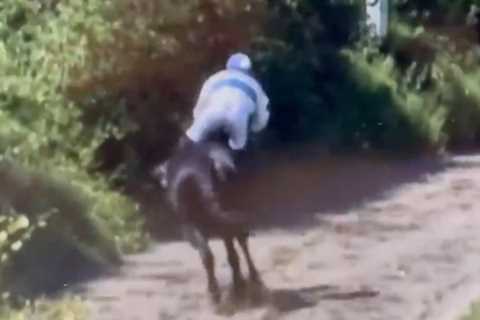 Watch horse run and jump full speed into bush as jockey gets dumped on his bum in pre-race disaster