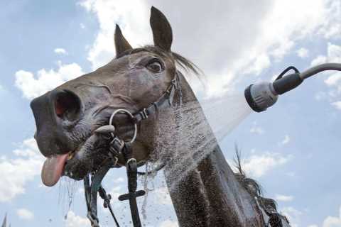Horse racing decimated with meetings across Great Britain axed next week as record temperatures soar to 40C