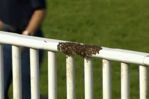 ‘Unbeelievable’ – punters in stitches as hurdles bypassed and racing delayed at Worcester because of swarm of bees