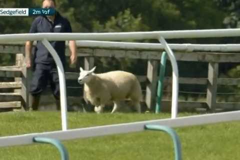 Watch hilarious moment SHEEP invades race track and manages to evade desperate attempts to capture it