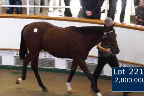 ‘Frankel lookalike’ bought by billionaire Sheikh Mohammed for £2.8m as racing’s transfer window hots up