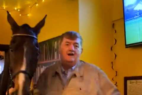 A horse walks into a bar… watch incredible moment top racehorse Hewick goes for a pint at his local pub