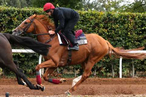 Millionaire horse makes miraculous comeback after brush with death
