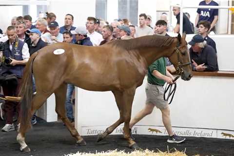 £150K Horse Has Me Losing Sleep - Mullins' Mystery Debut Could Be Racing's Next Superstar